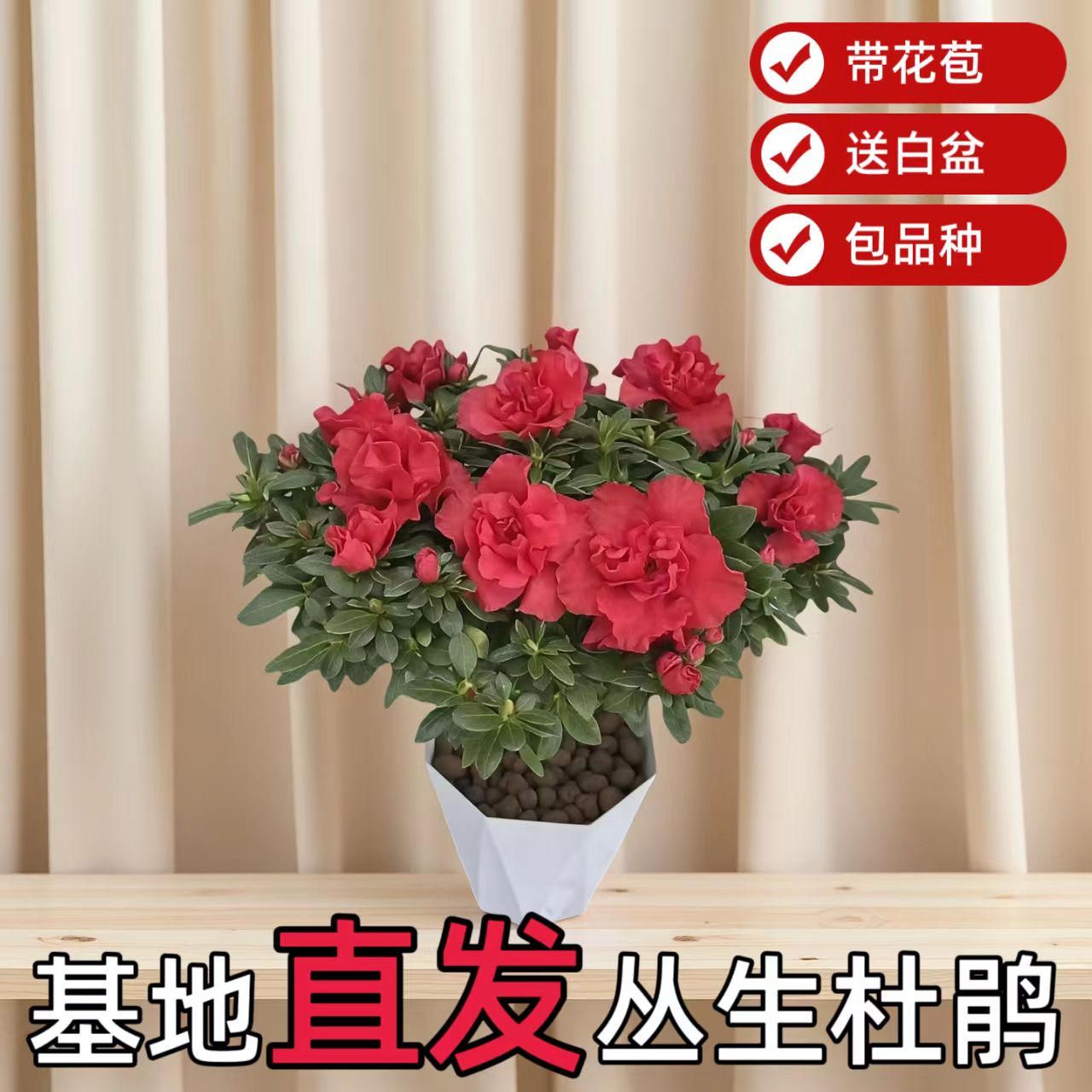 E【基地植发】带花苞送白盆丛生红杜鹃花盆栽室内外绿植花卉