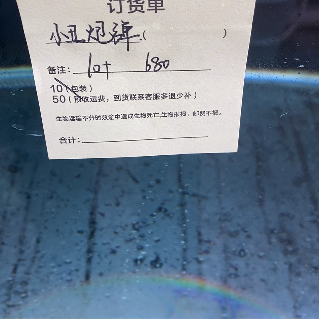海水鱼小丑炮弹10