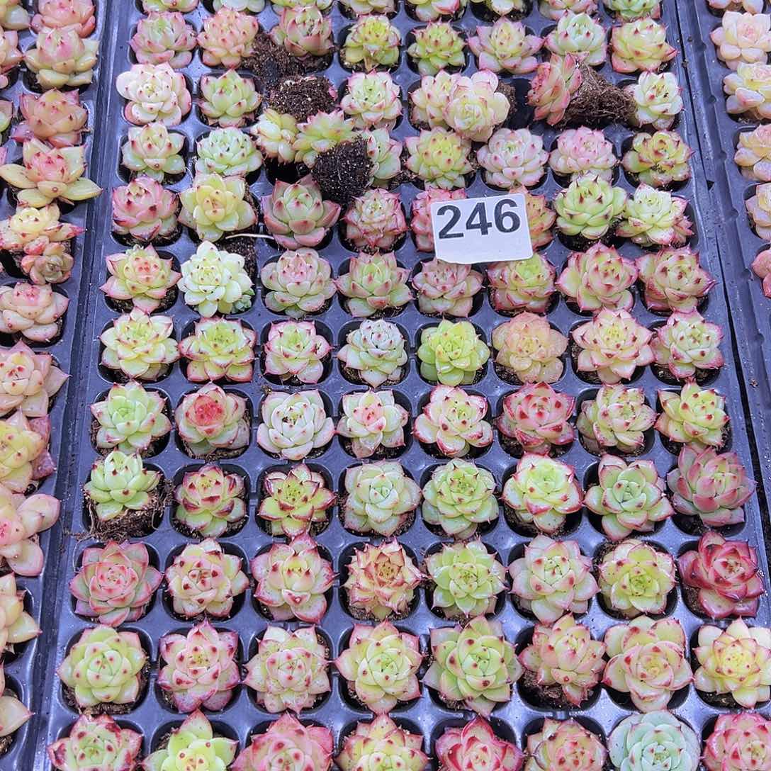 小***五精品麦秆128个带盘发