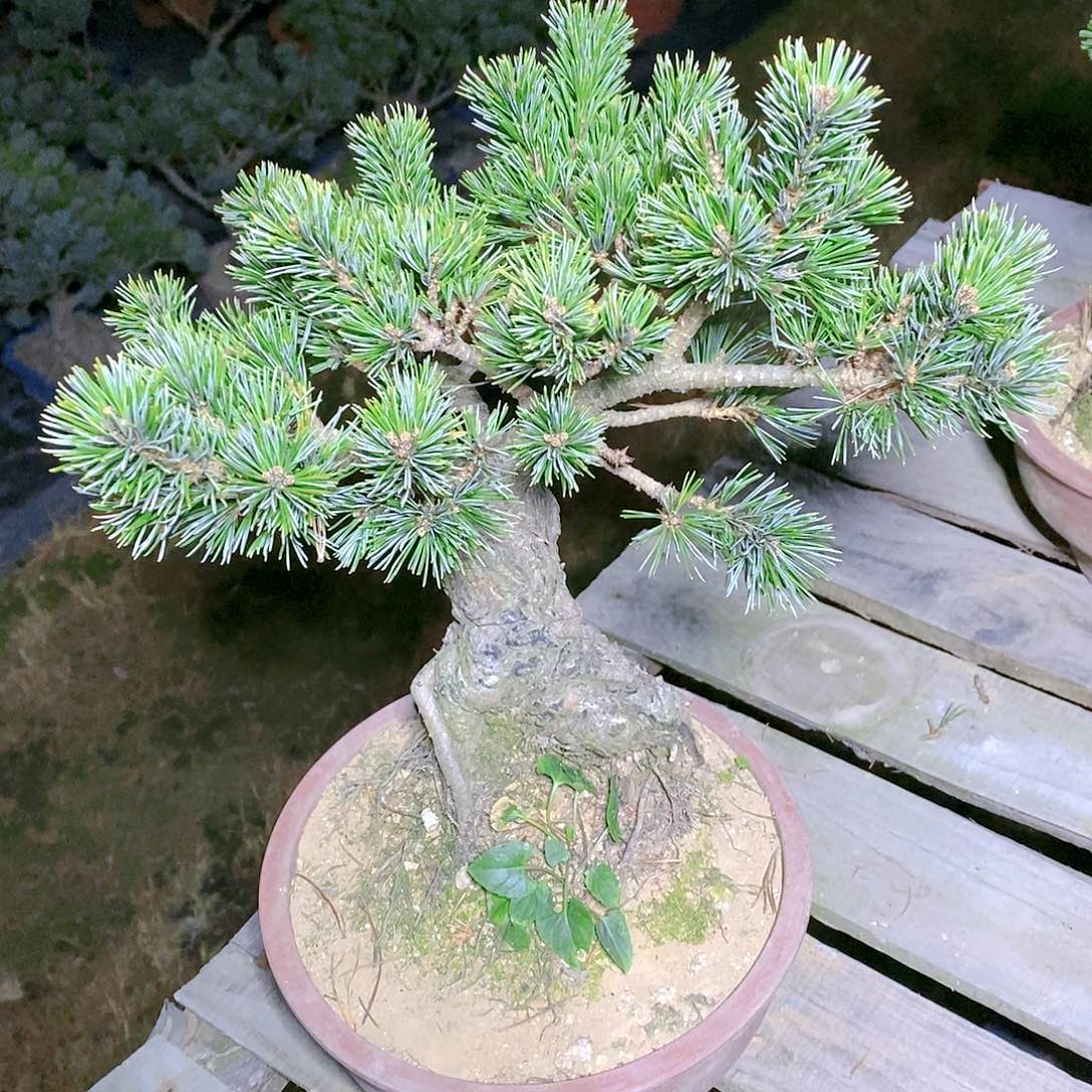 【闪购商品】无花朵