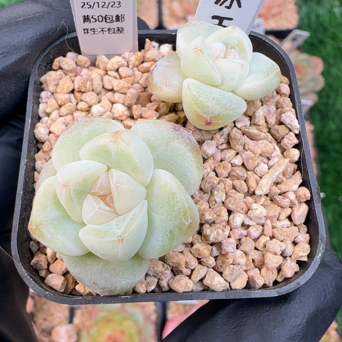 025   冰玉   5厘米盆