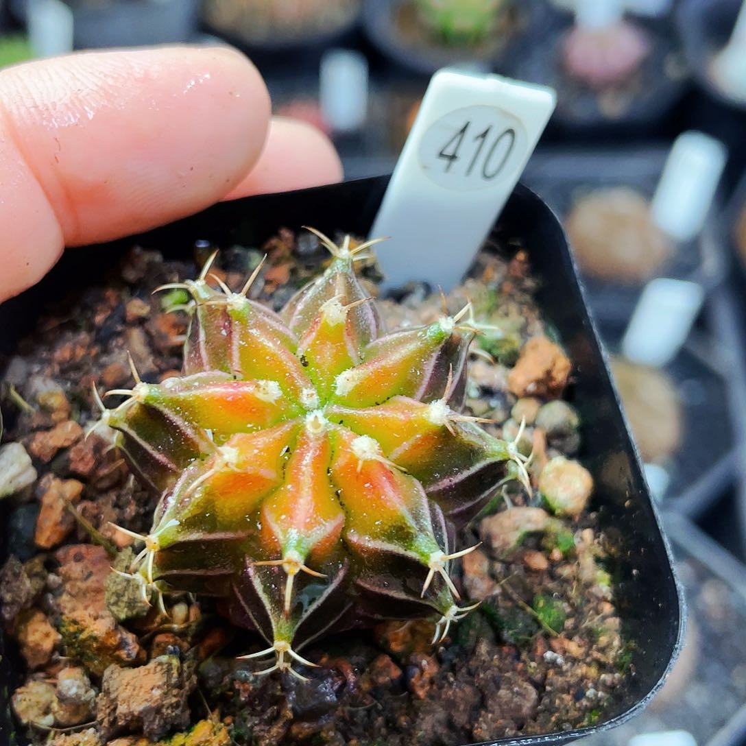 非偏远地区满 25包邮仙人球