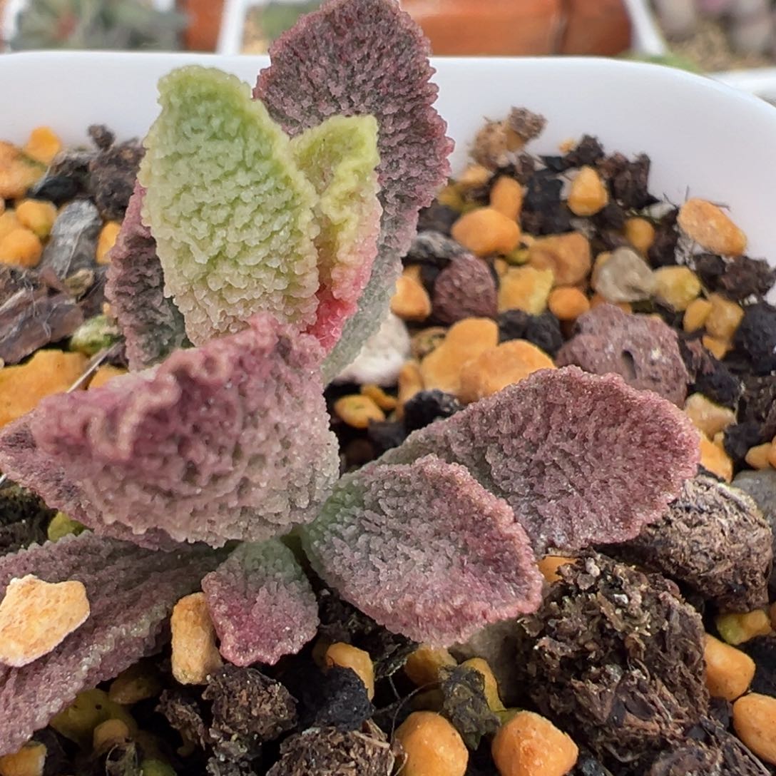 实生新品多肉植物水泡多肉植物