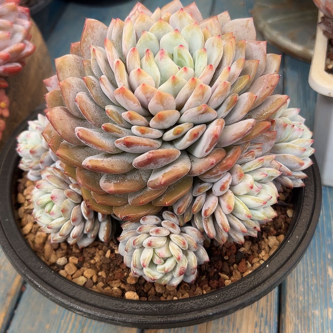 星星橙捧花一物一拍