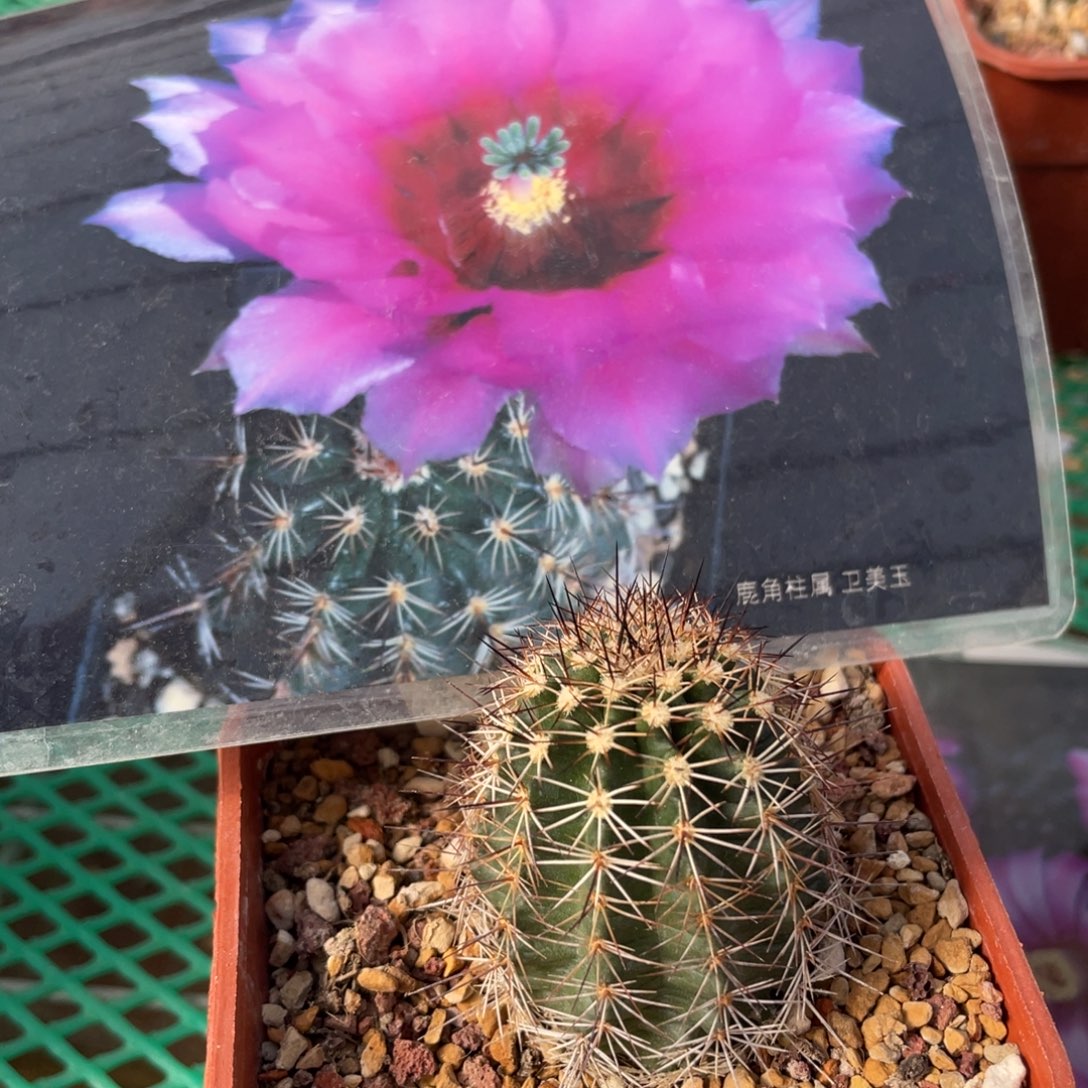 鹿角柱实生仙人球短刺卫美玉