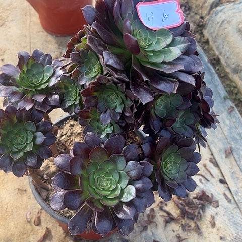 多肉植物赤耶连109