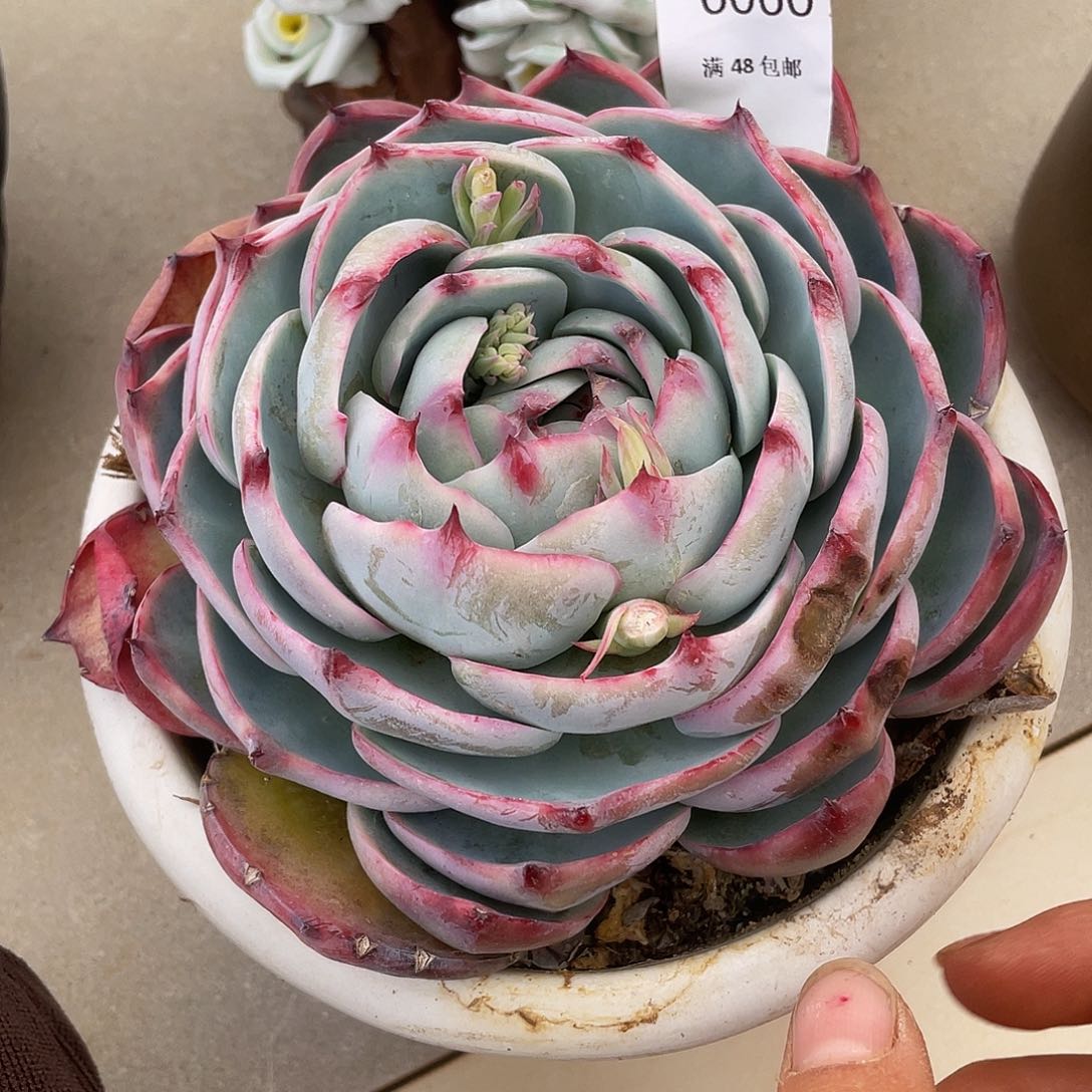 惊鸿060多肉多肉