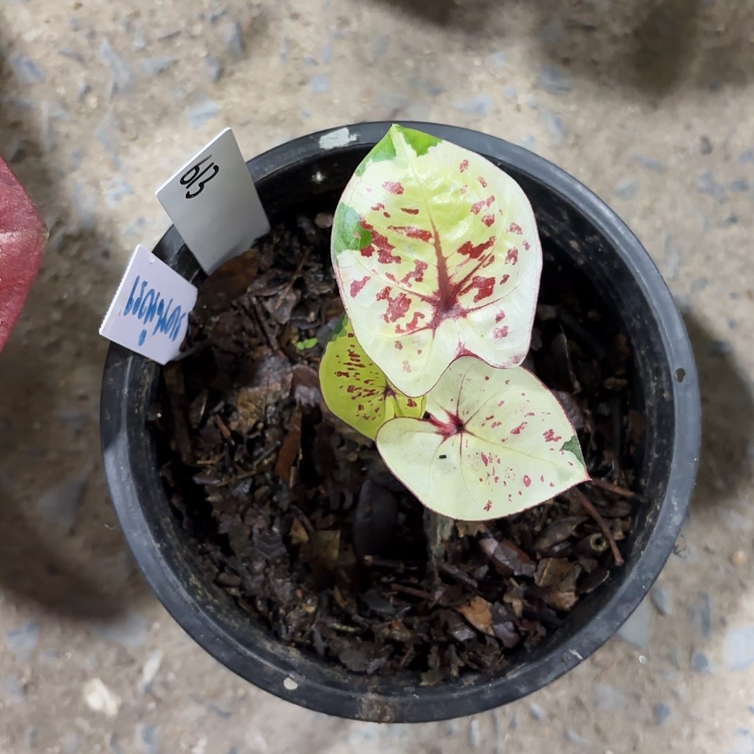 晓*，613-0125彩叶芋泰国发货