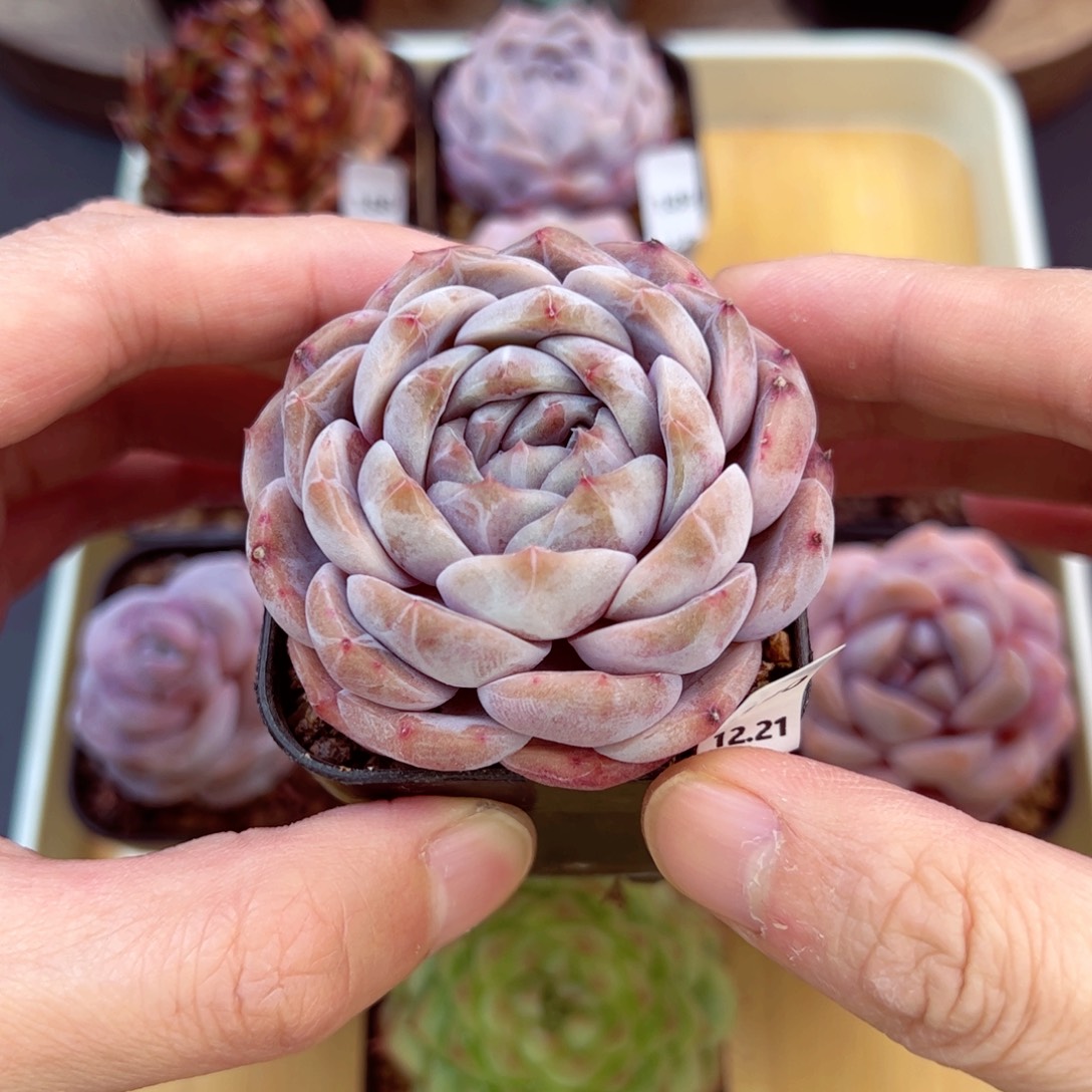 好好看190、哈哈哈哈