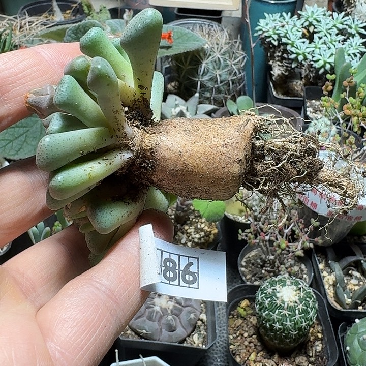 枫***竹686唐扇脱土发货实生