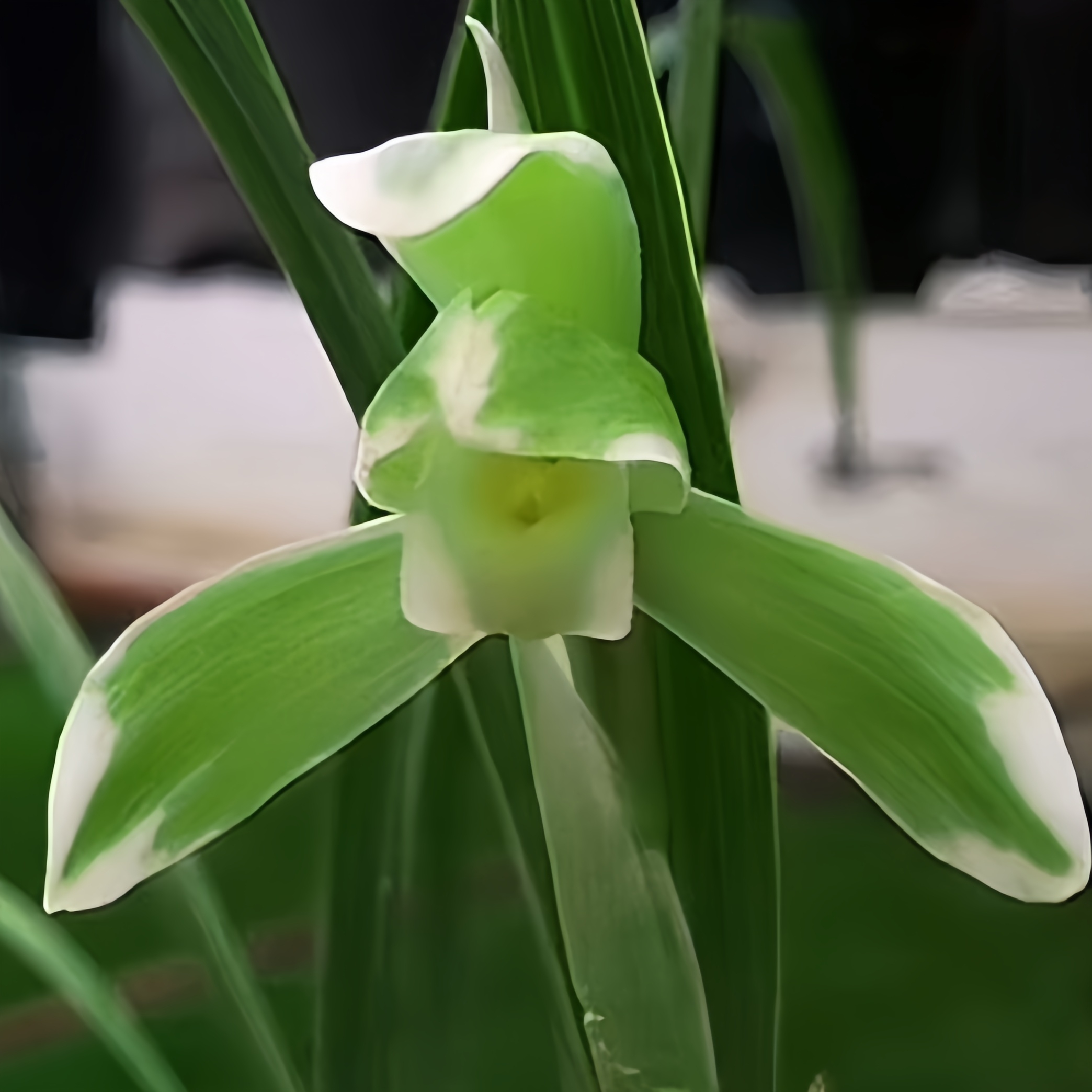 【碧潭飘雪素】春兰高端铭品旭槿兰花恩施高山兰花种植无温室易养活