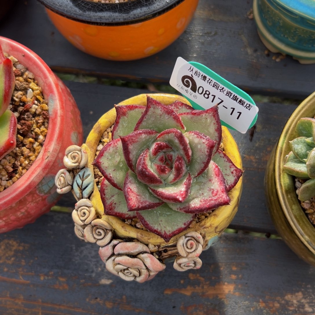 多肉一物一拍0817-11