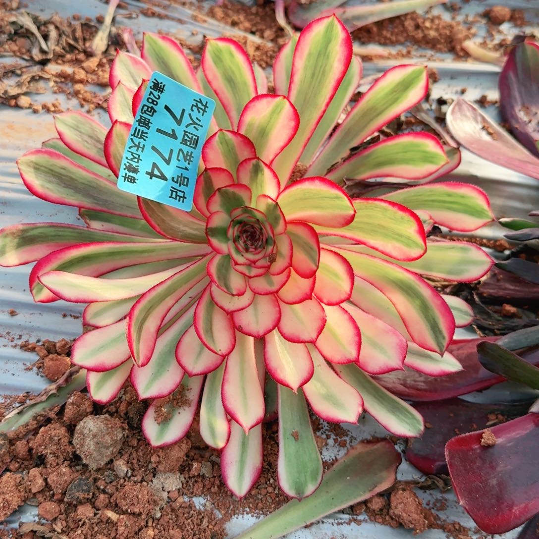 白月光7174多肉植物