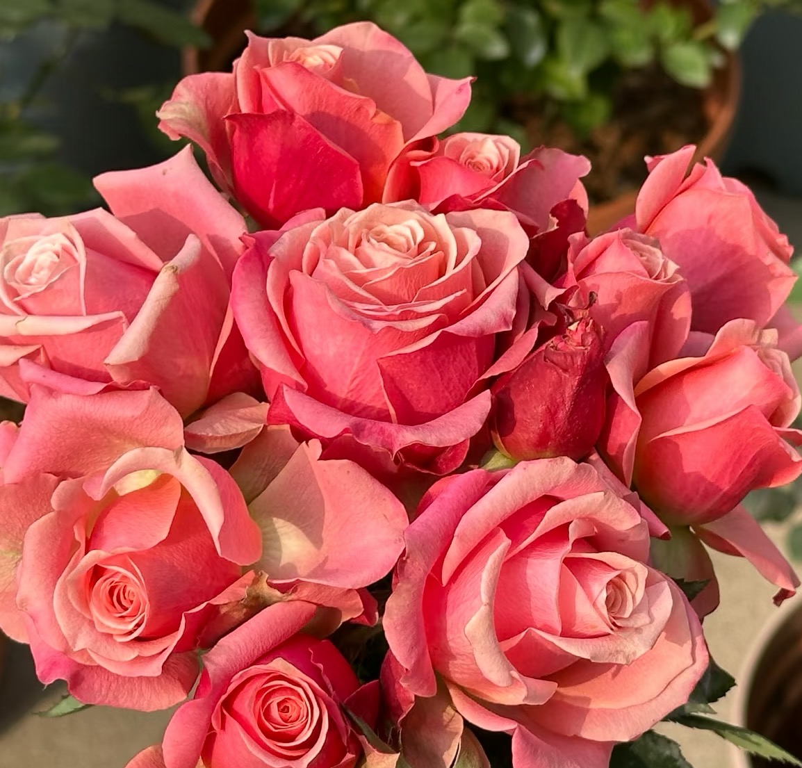 诺言月季 2加仑根接悠悠花园精品盆栽月季  带盆带土发货