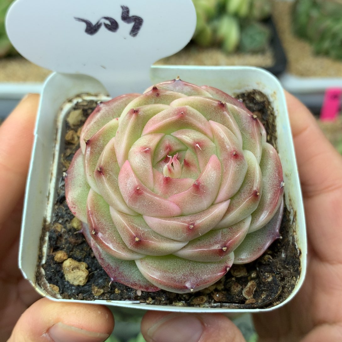 定繁麦秆单头203