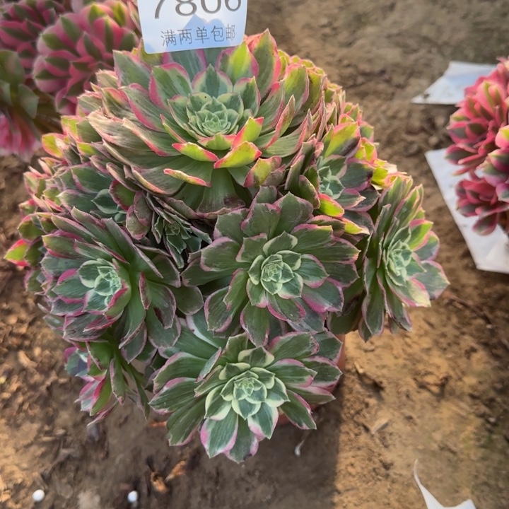 7806万彩灯的人多肉