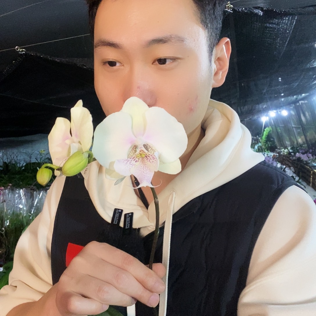 无花朵史黛拉带花