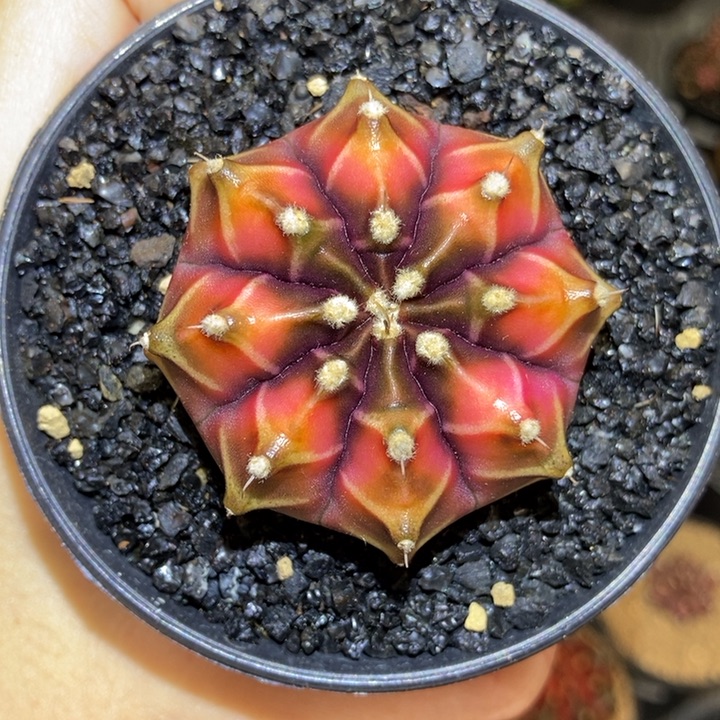 好看 米哈仙人球