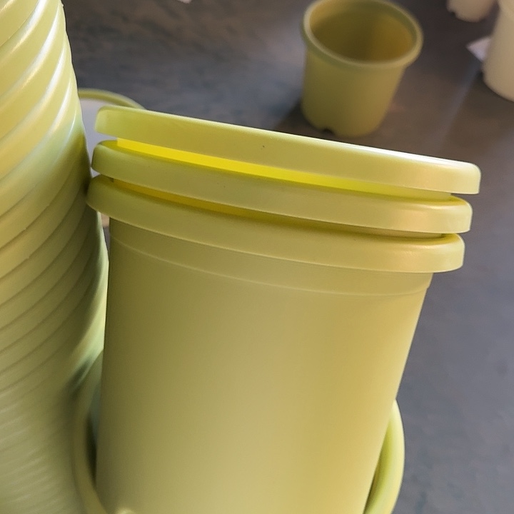 四季4号果绿无托20个特价