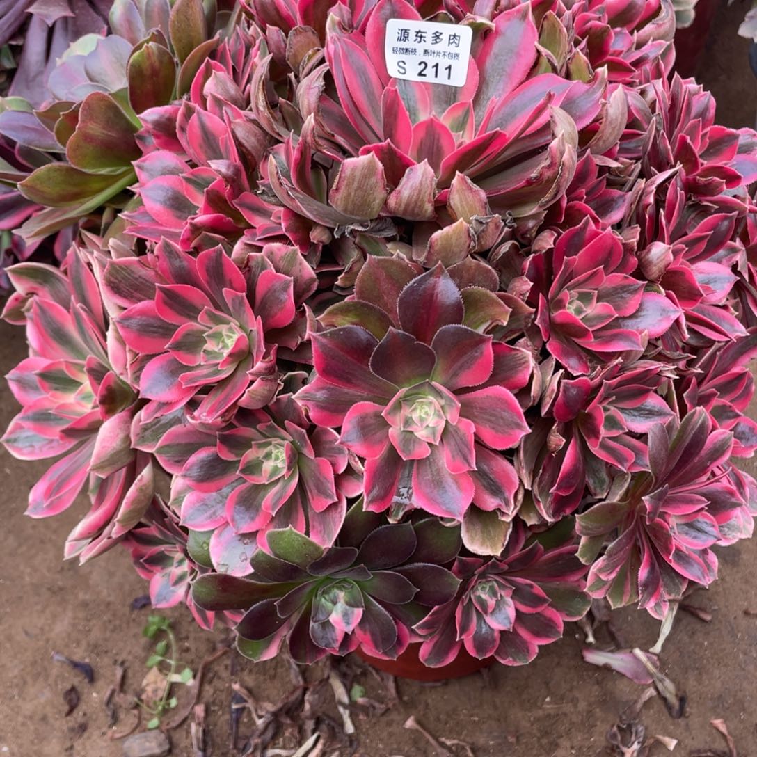 211女妖多肉法师断枝不包