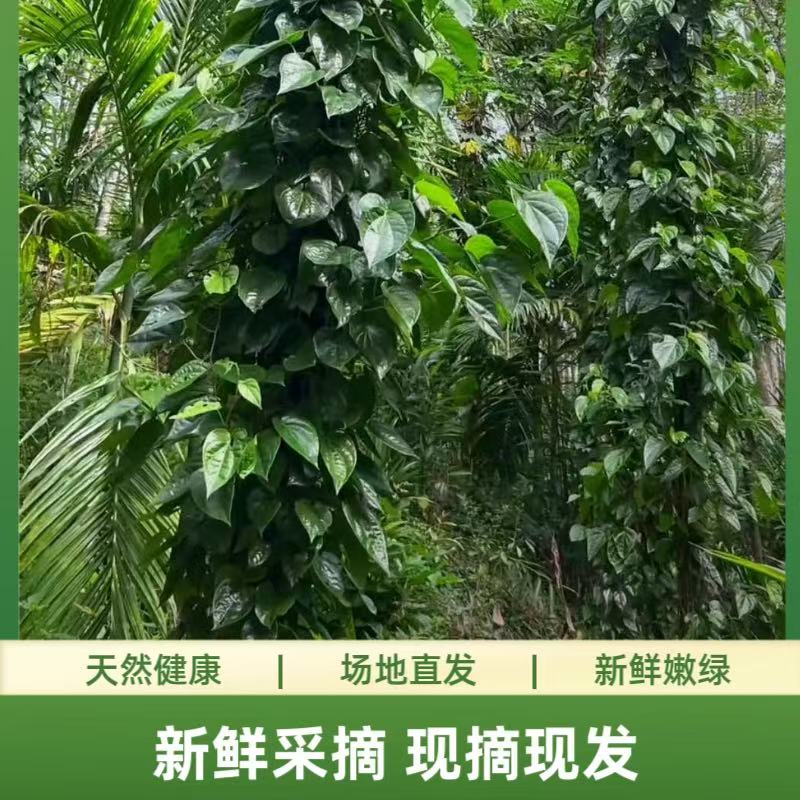 现摘假蒌叶香气十足