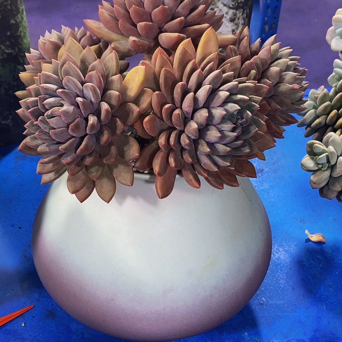 红象牙多肉植物带盆物流自理