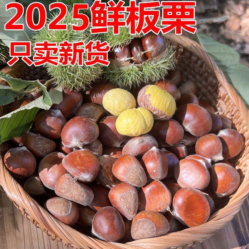  2025新货新鲜板栗子高山老品种散装板栗毛栗子鲜板栗生板栗毛栗