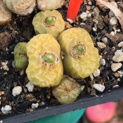 多肉肉锥 5头超烧