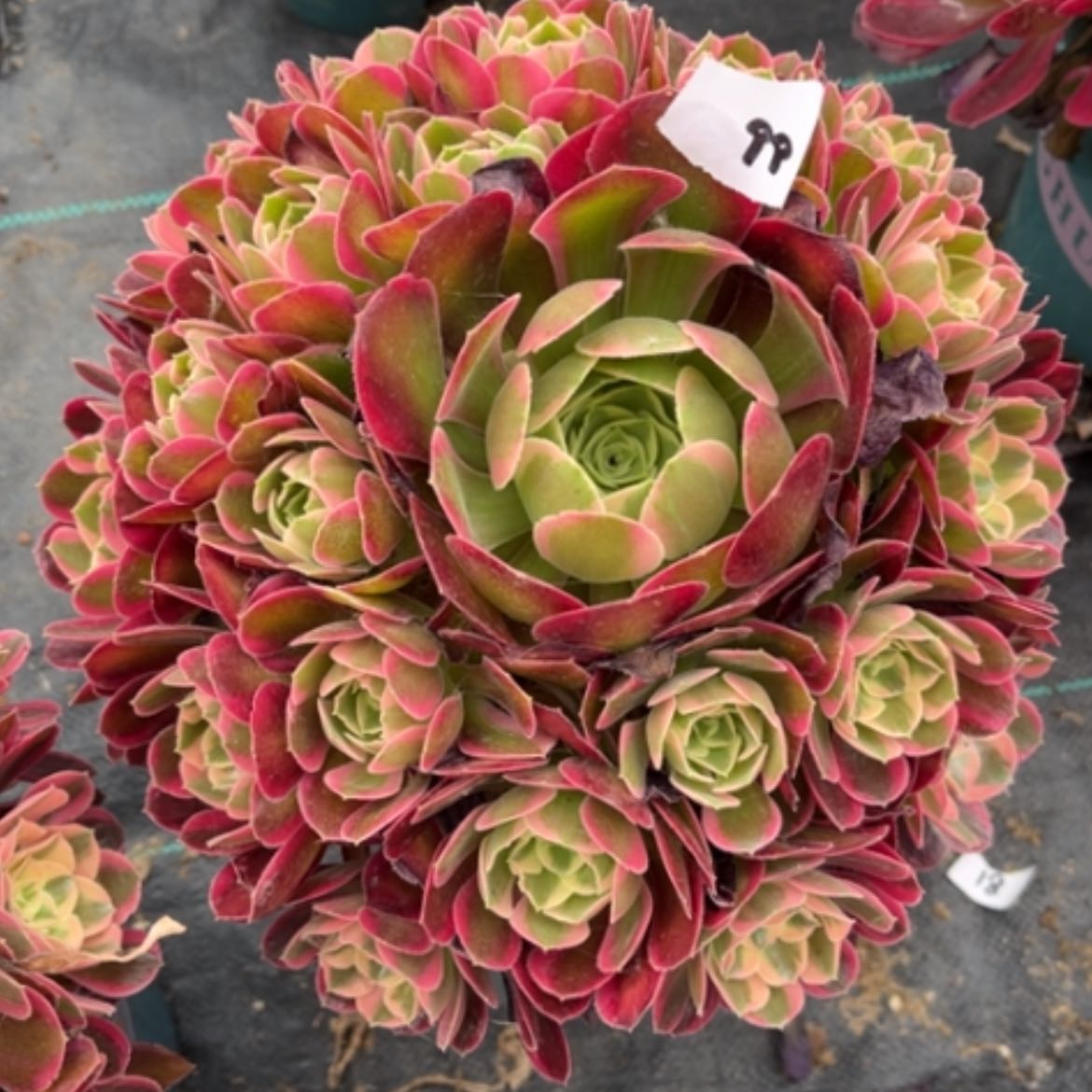 【闪购商品】99粉女郎多肉法师