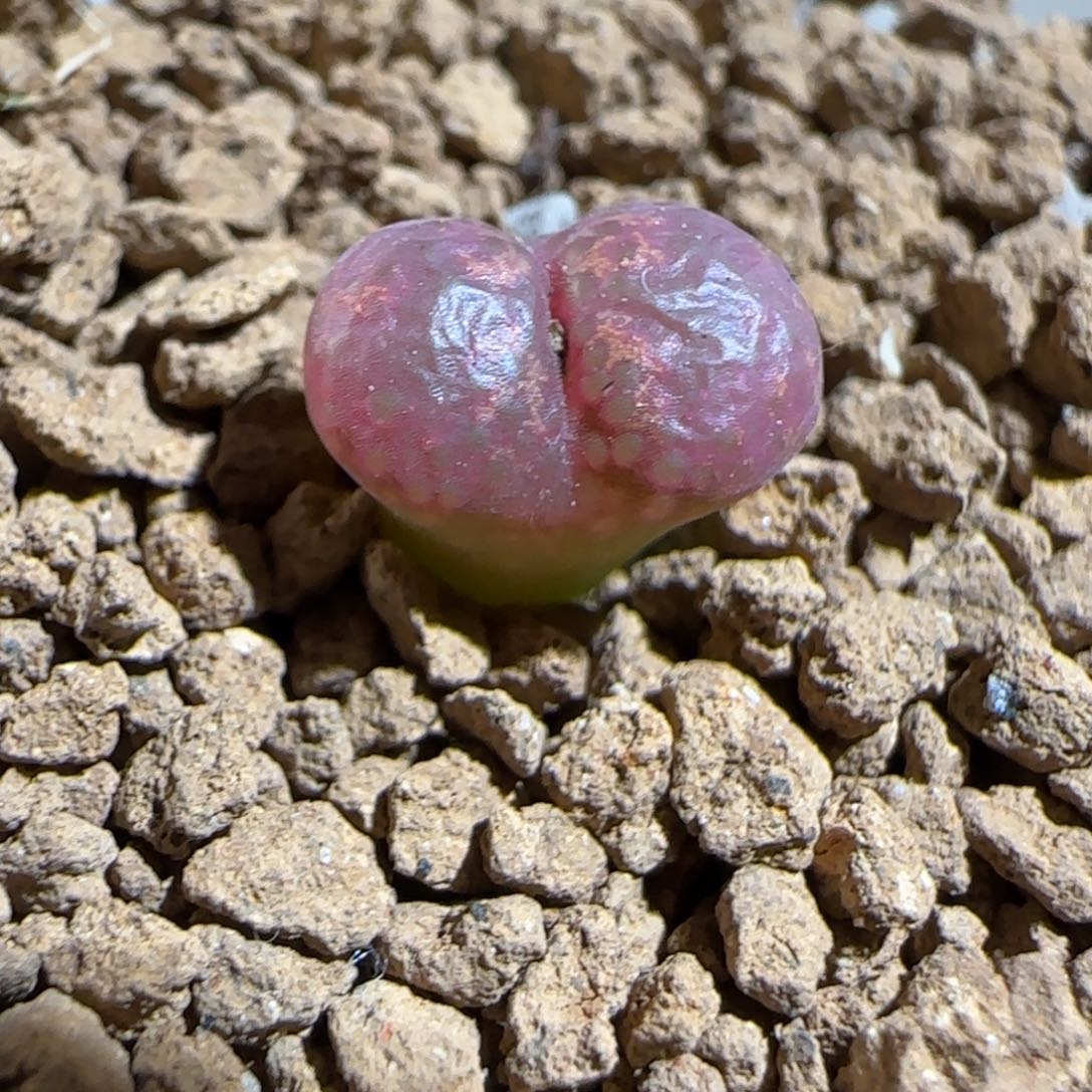 小***听肉锥多肉植物组合-916酒红勋章