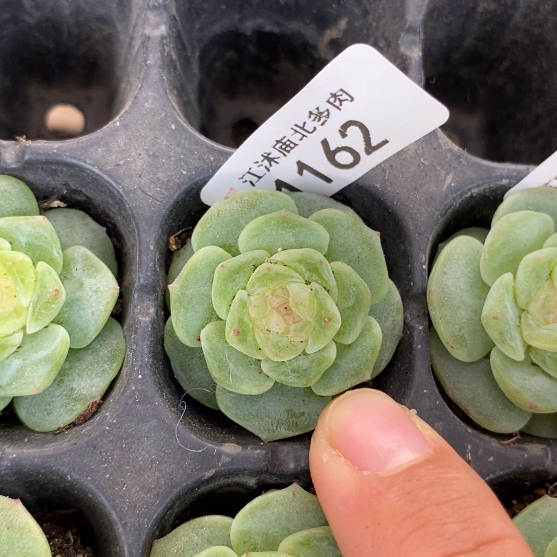 标1162玉漱一个多肉