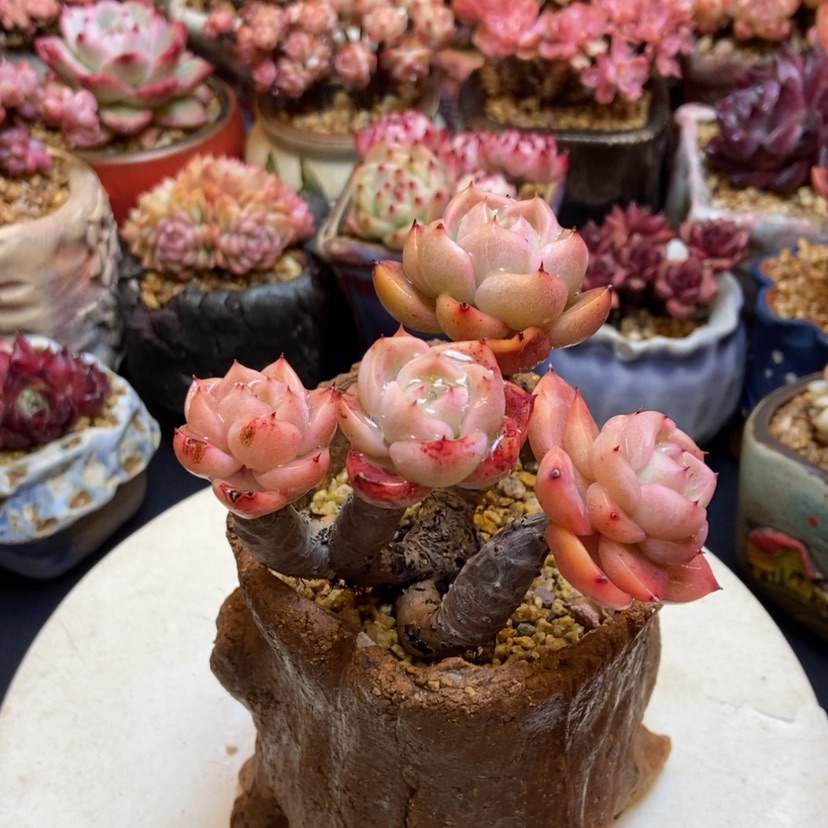 【闪购商品】东云杂