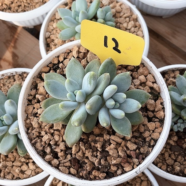 哥特12号码牌子的话