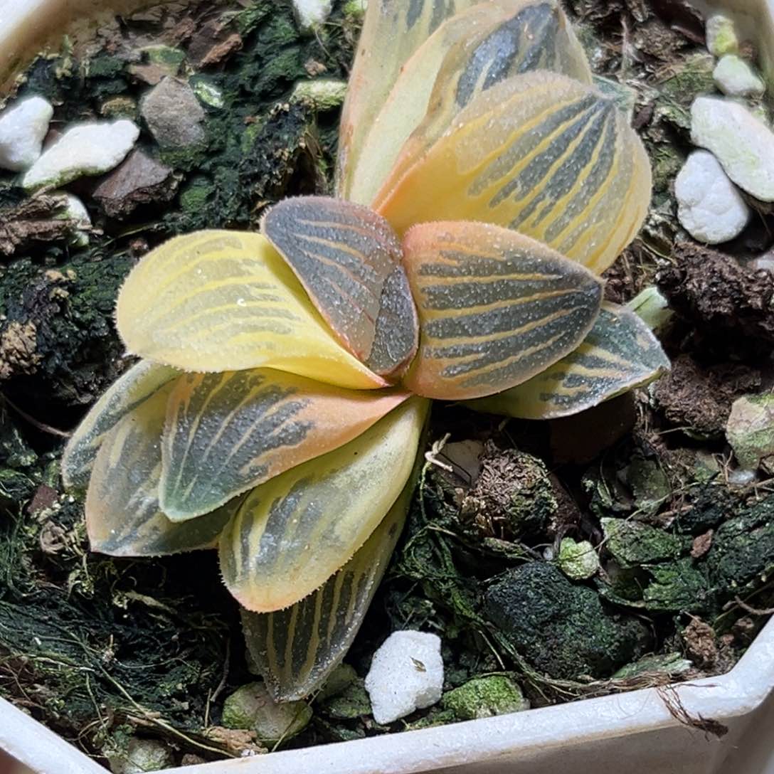 恭喜发财大吉大利0382