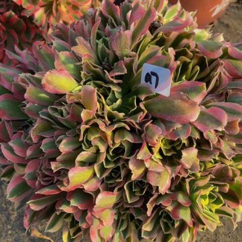 白凤缺水了浇水就好7多肉