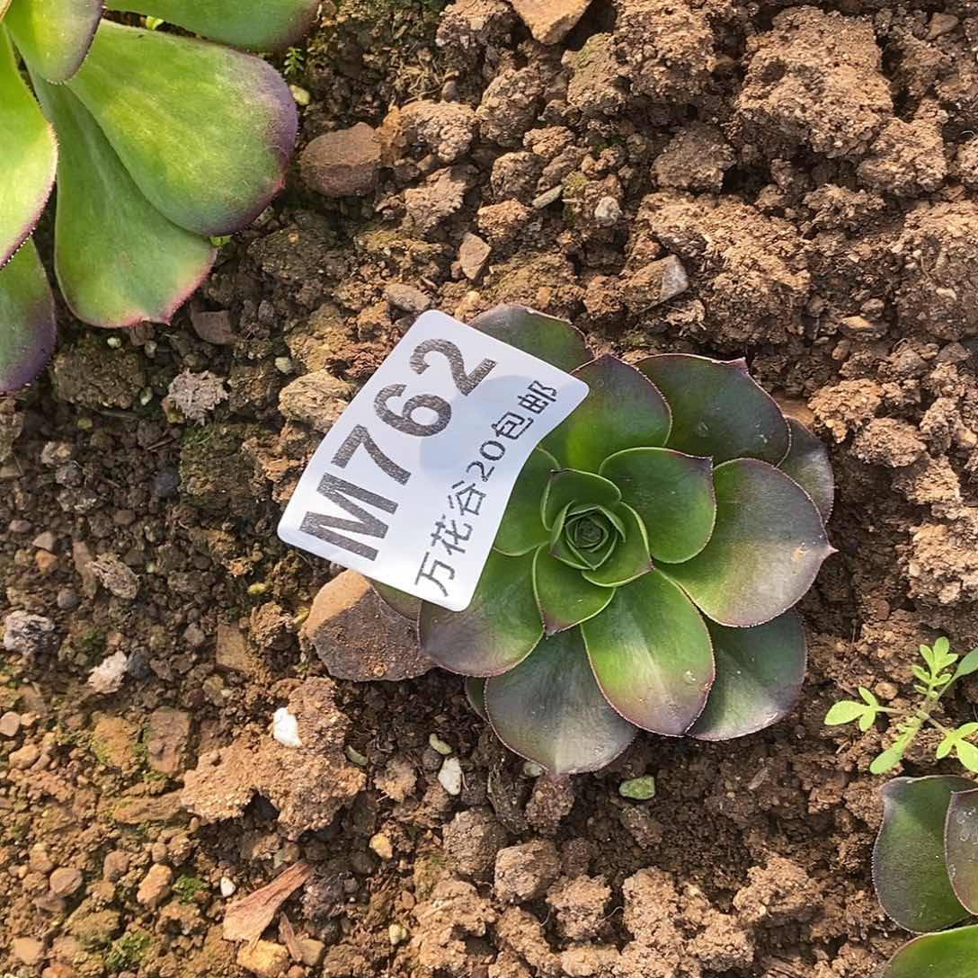 762蓝魅金玫瑰小单头多肉植物
