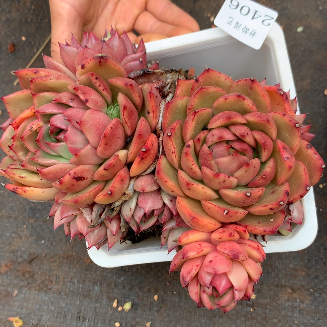 2406杂交精品基地17厘米