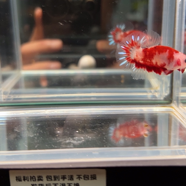 斗鱼一单包邮9日92