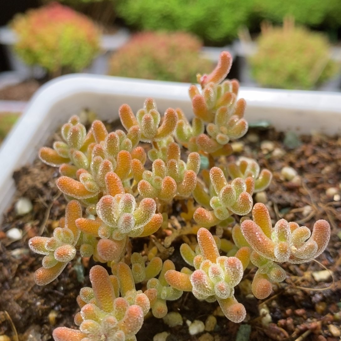 冰晶杂G137枝干番杏