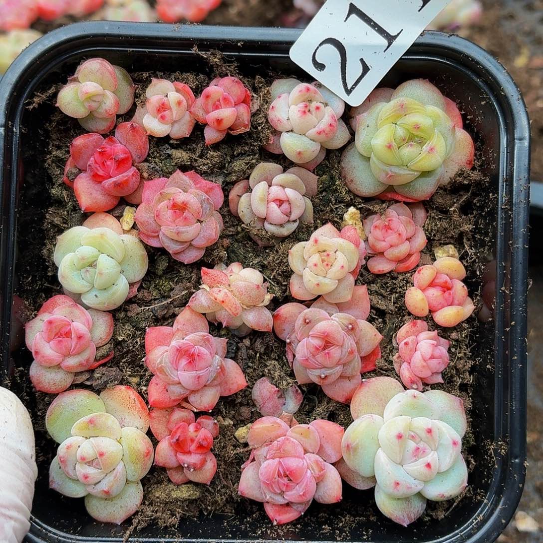 多肉植物多肉植物211