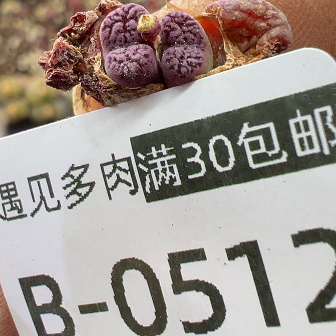 多肉植物111111111111111