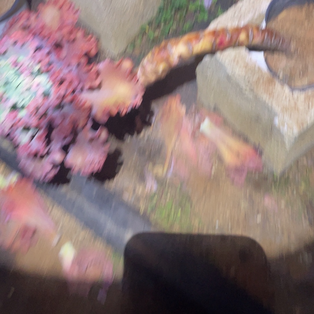 禅***店A18号包菜多肉植物1棵