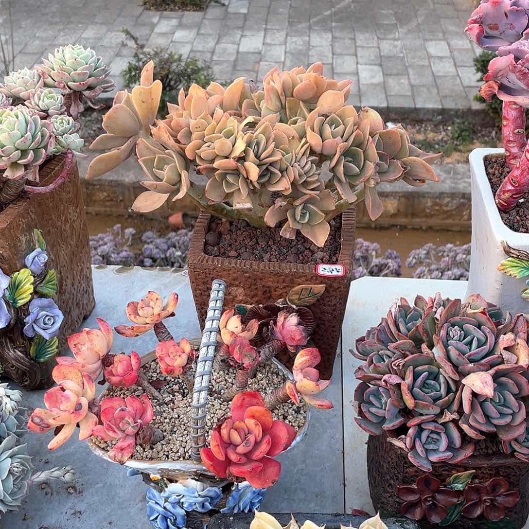 海*284贺氏缀化一物一拍多肉