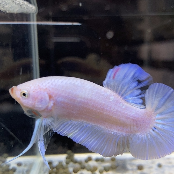 斗鱼黑44号巨斗将军