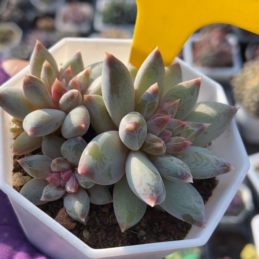 942伊丽莎白多肉植物