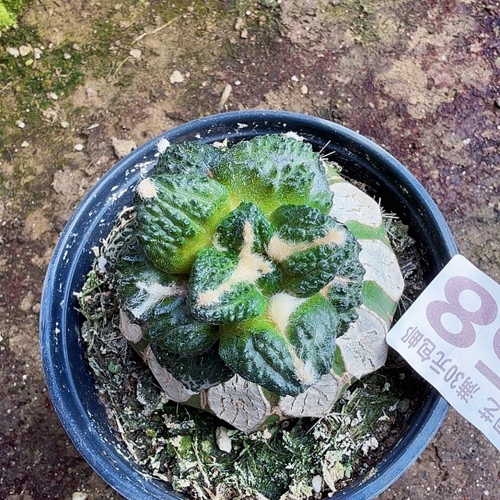 你***吃无花朵558哥斯拉东四