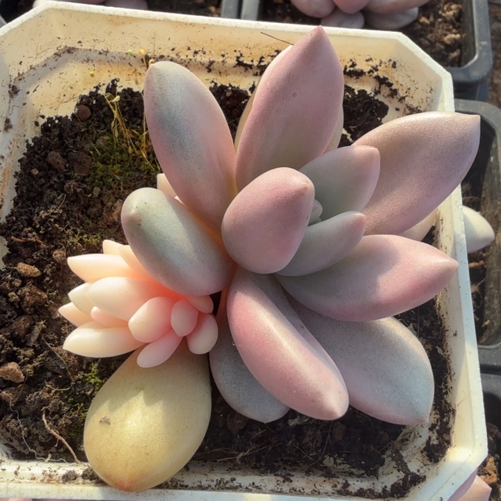 桃花源锦 开播福利 