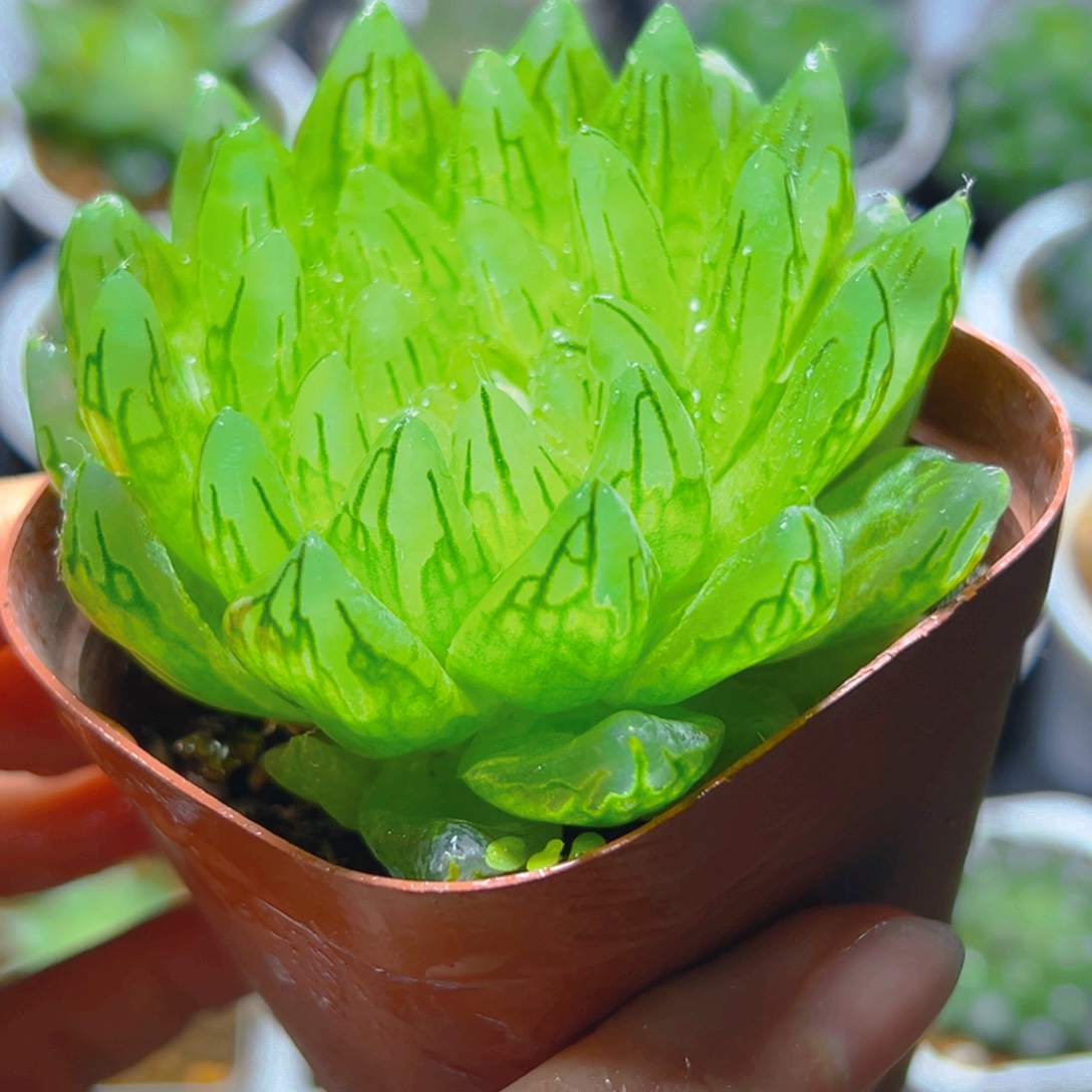 樱变女神玉露多肉一颗