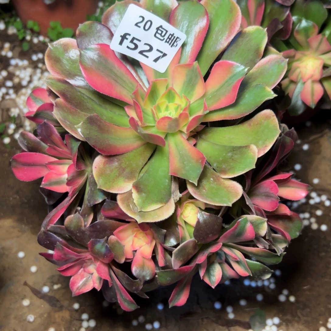 ****言527香妃，满20包邮嘟叮熊