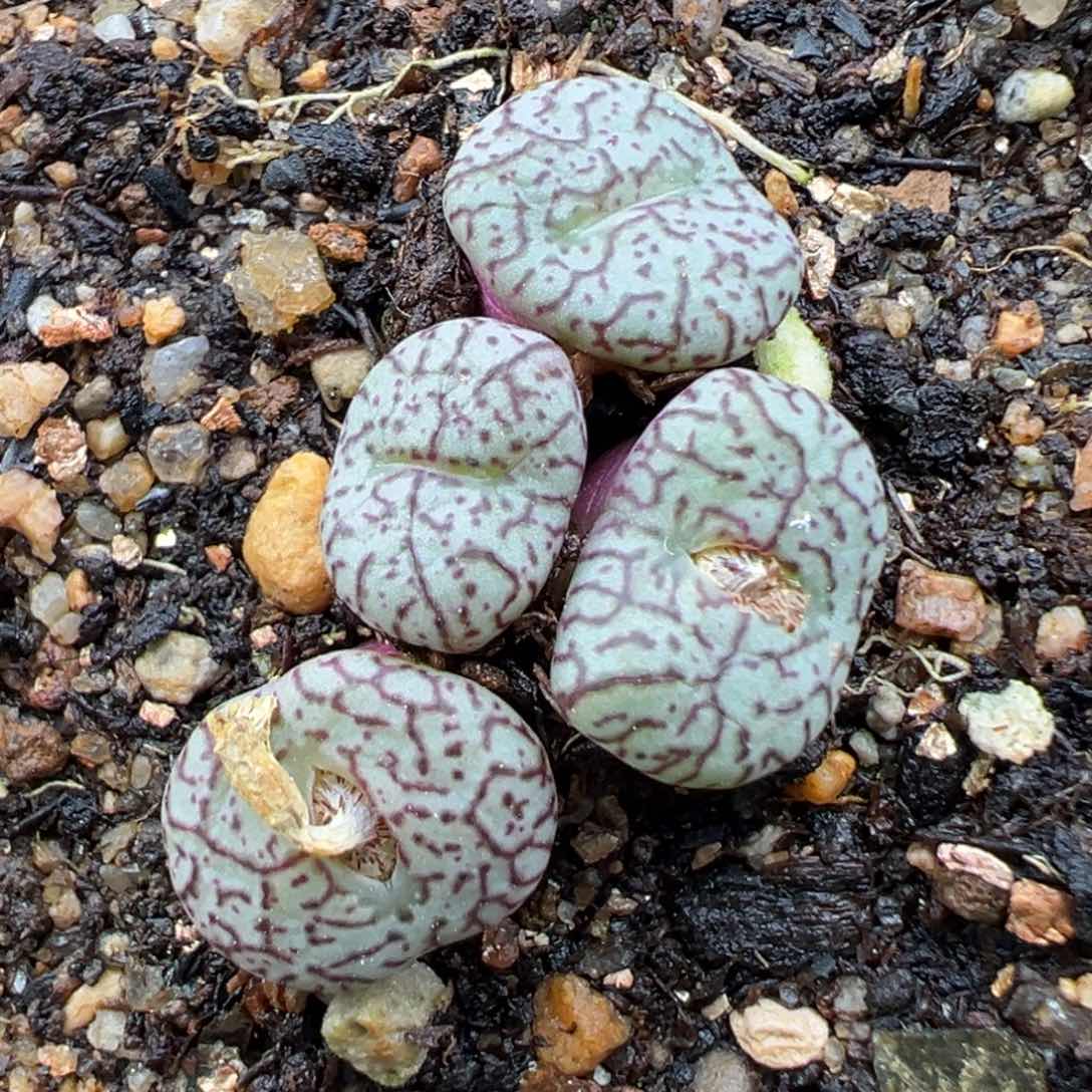 2.23好看的多肉575